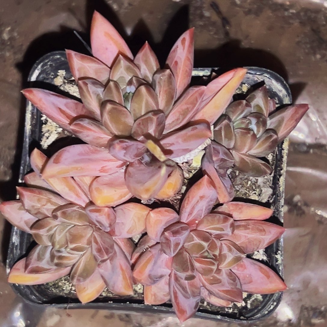 桔云多肉美人精品系列