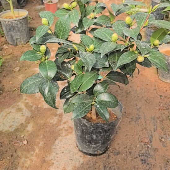 完全开放友之蒲茶花
