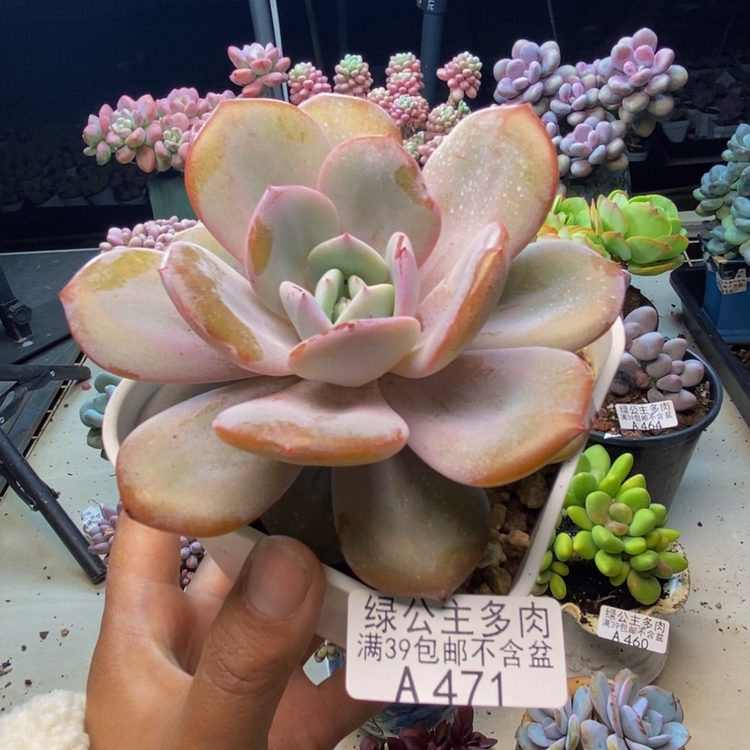 471丸叶奶茶多肉10cm