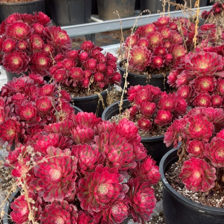 粉冠园艺铜壶锦量拍一颗