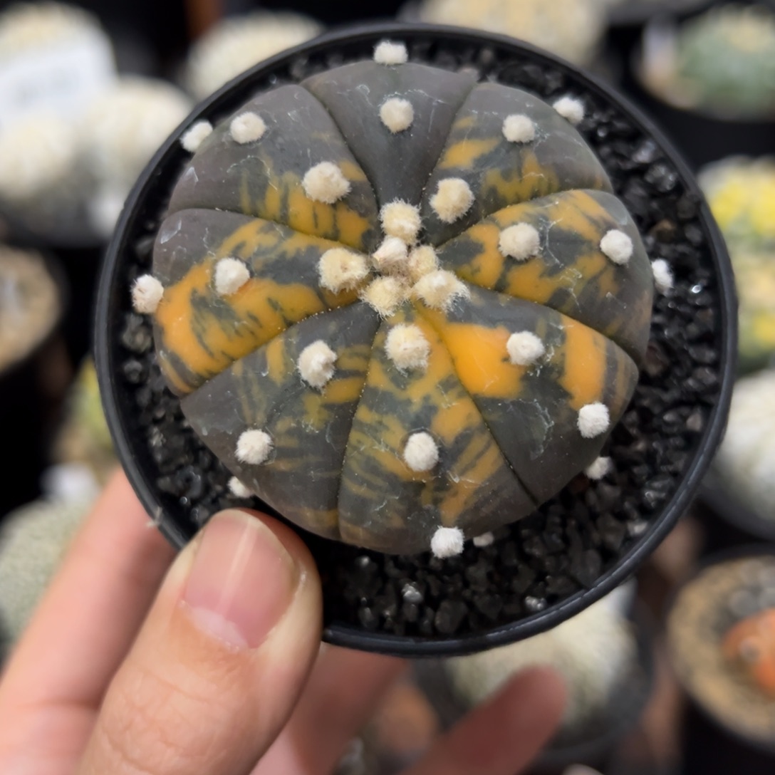 默默实生散斑兜锦 小疤特价 仙人掌科 星球属 多肉植物