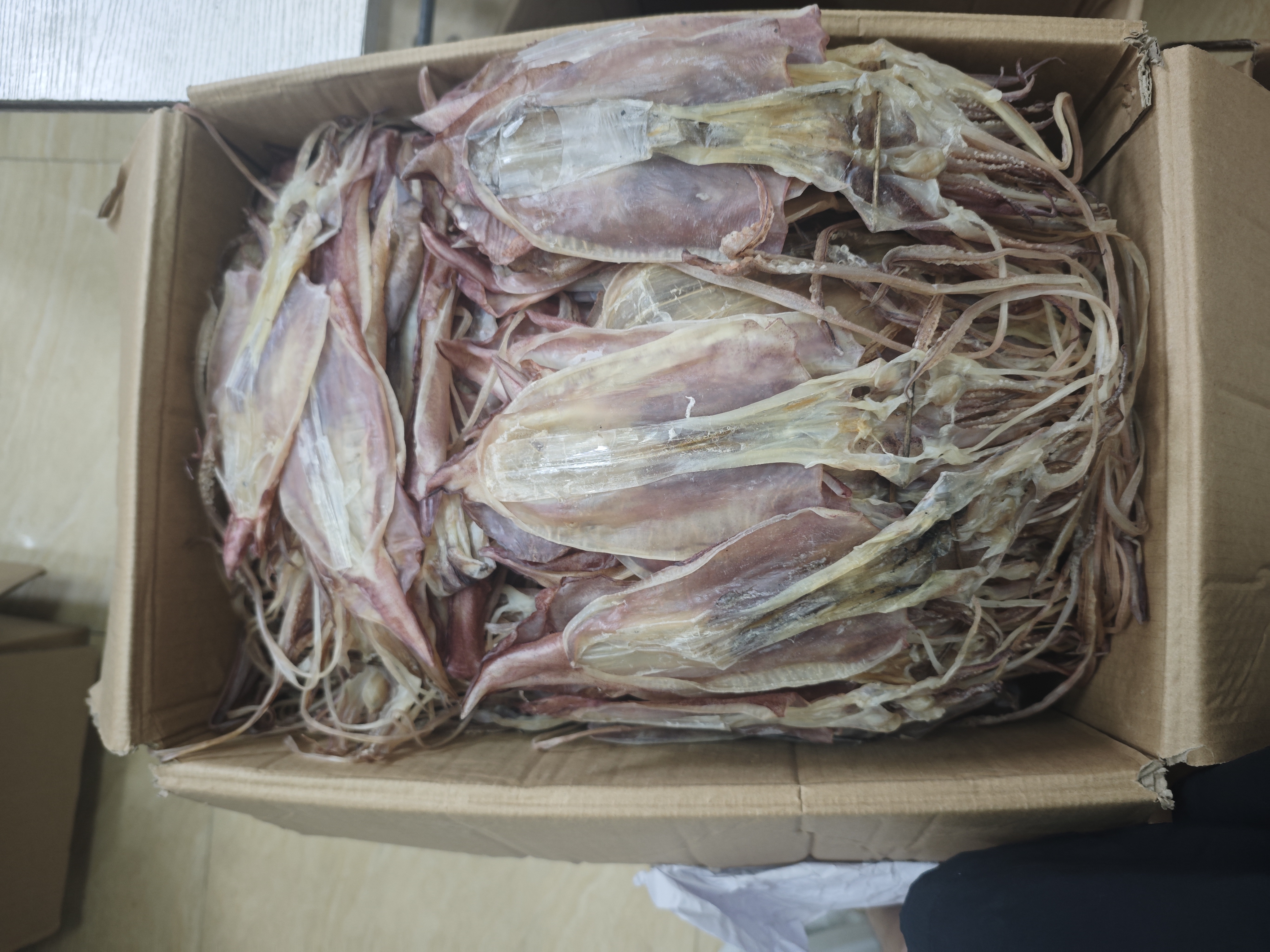陆丰甲子特价红皮中鱿鱼