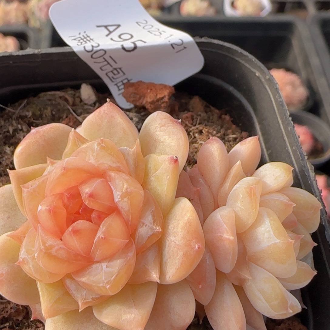 风花雪月双头一颗