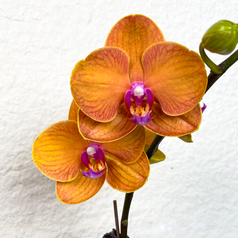 【博洛尼亚】欧洲鲜花蝴蝶兰 爱马仕橙色系 轻奢高级室内礼品花A