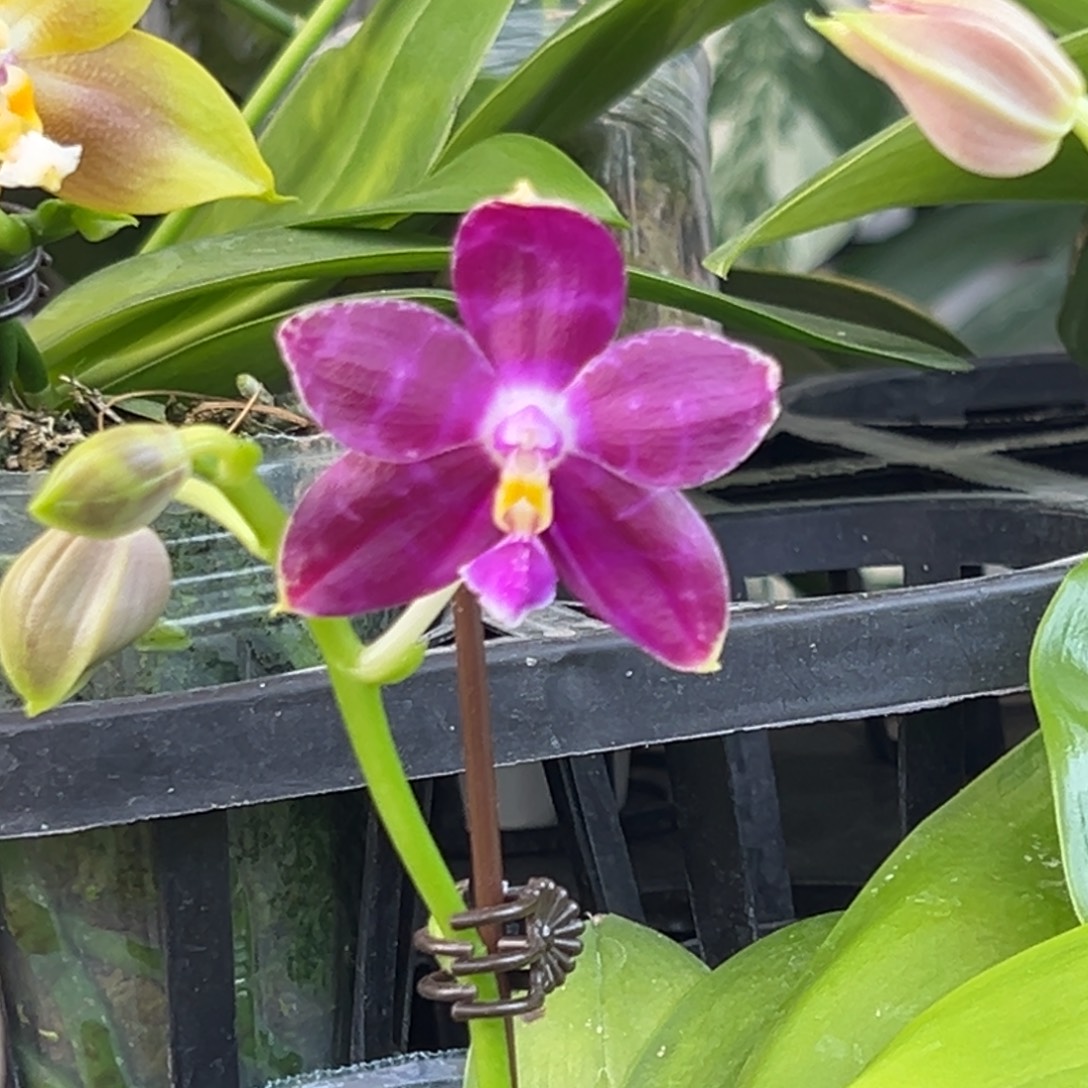 完全开放13号，88米