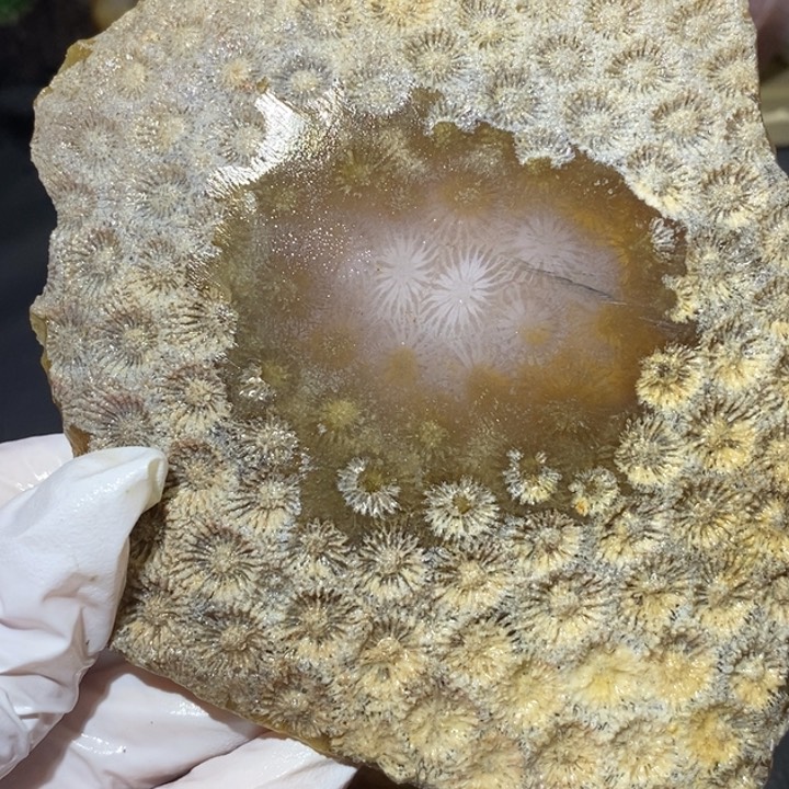 【闪购商品】未镶嵌珊瑚玉硅化玉