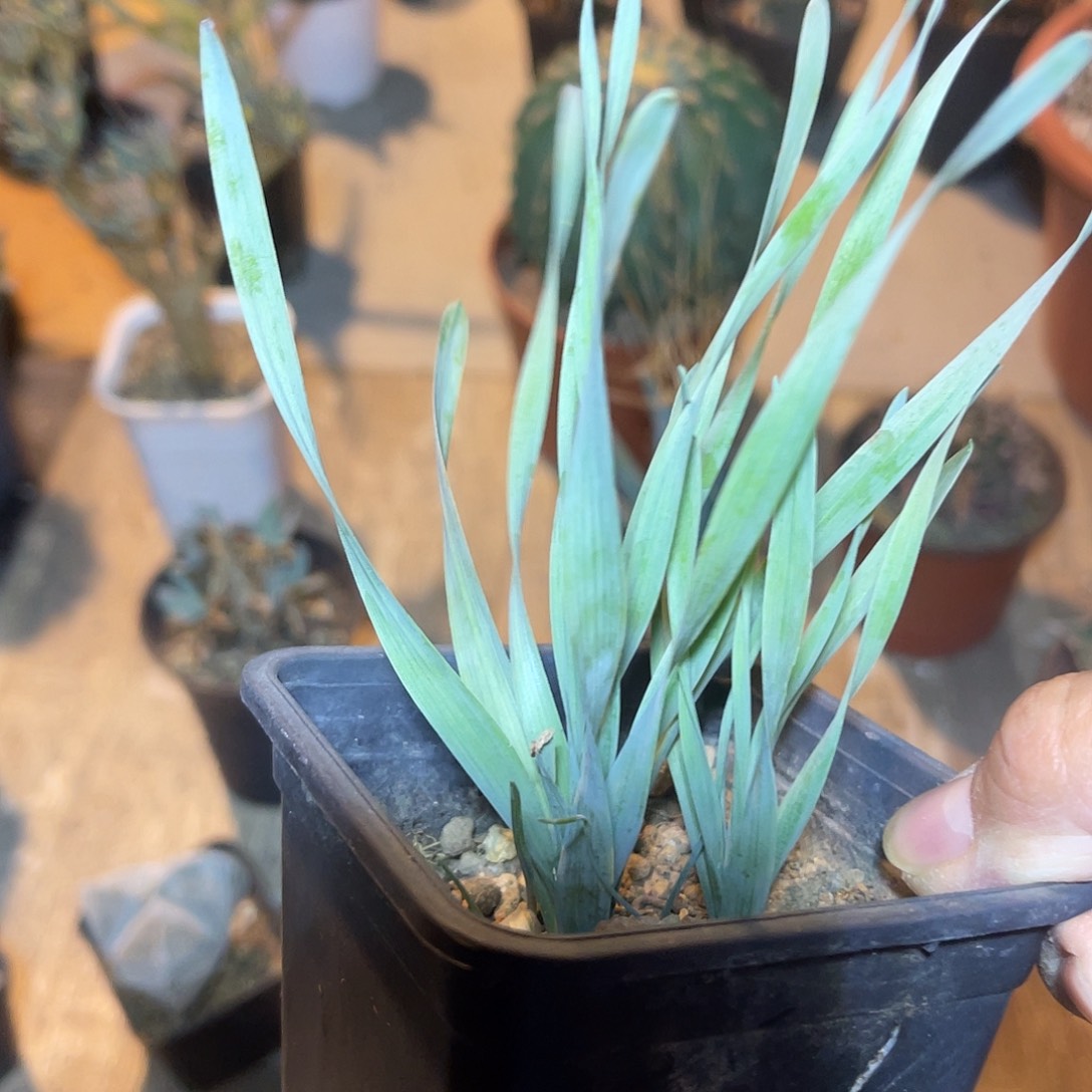 双头宽叶弹簧草一物一拍