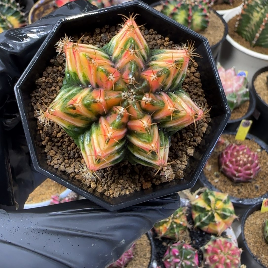 泰系名品侧芽福利价