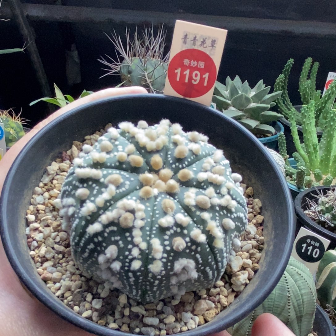 实生海星花园兜6.8cm
