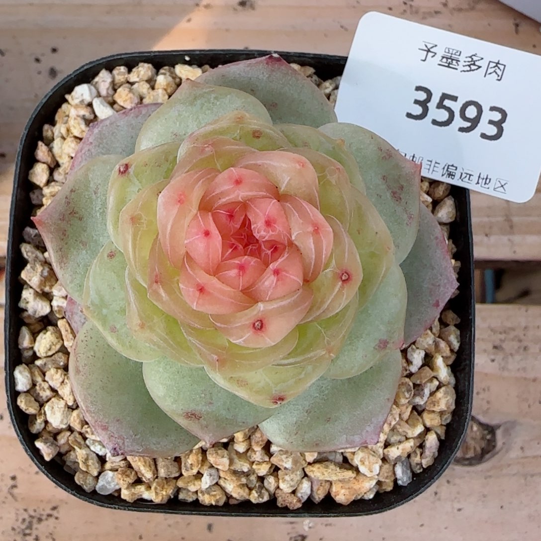 软糖珍妮，3593多肉植物