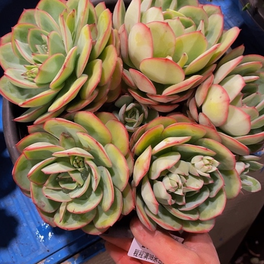 甜*牡丹亭20077多肉