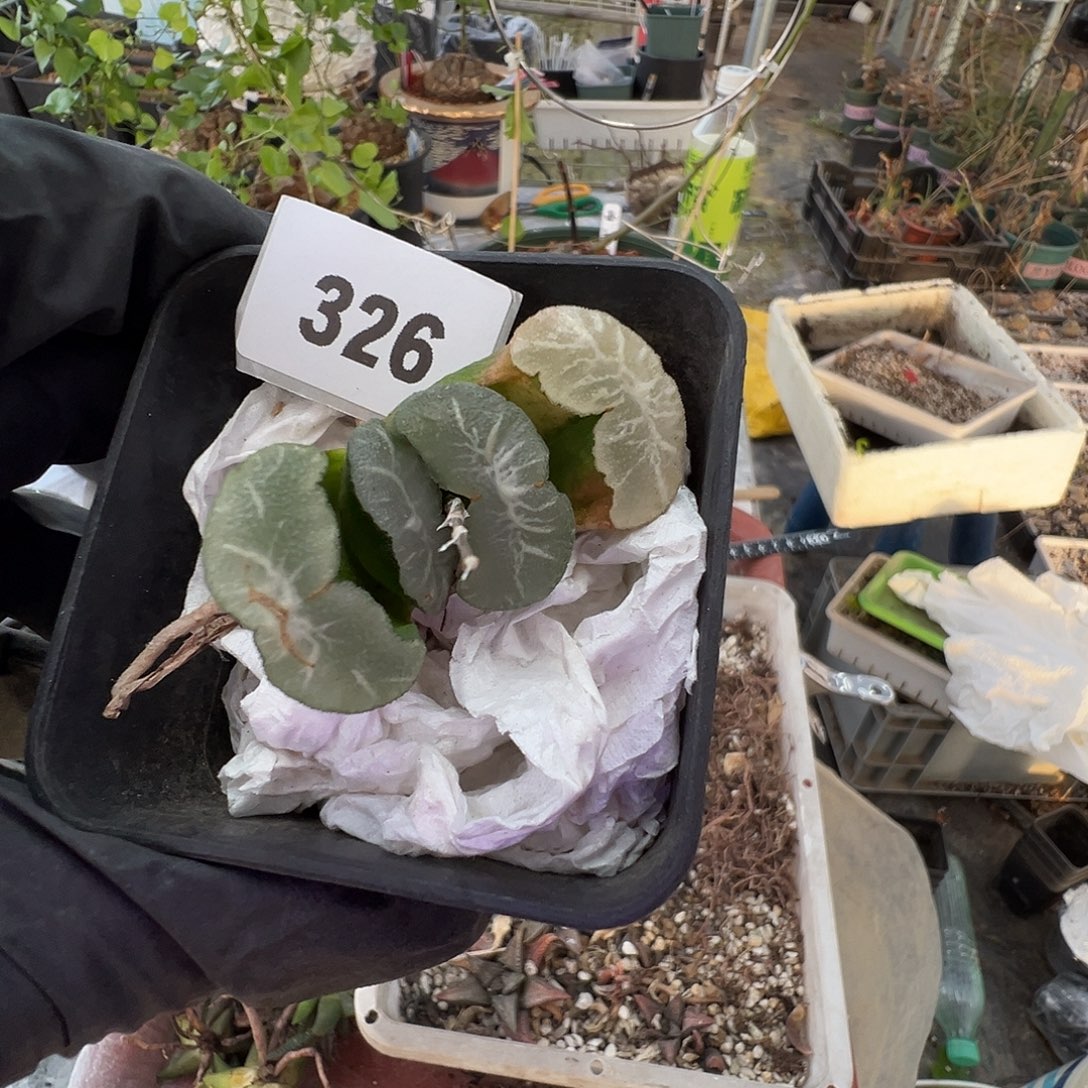 多肉植物专拍植物不退换 一物一拍 南非龟甲龙326