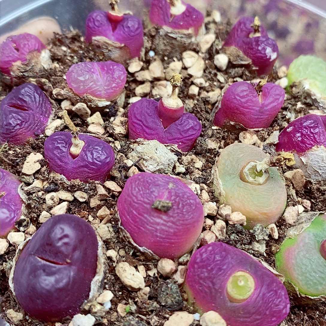 我还想和他们出去逛逛逛逛365