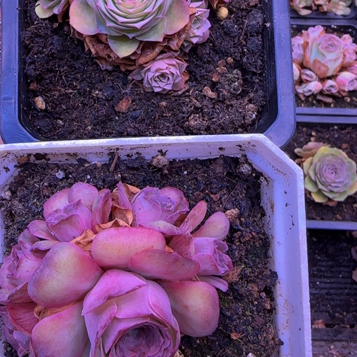 七夕福利2盆131343434343