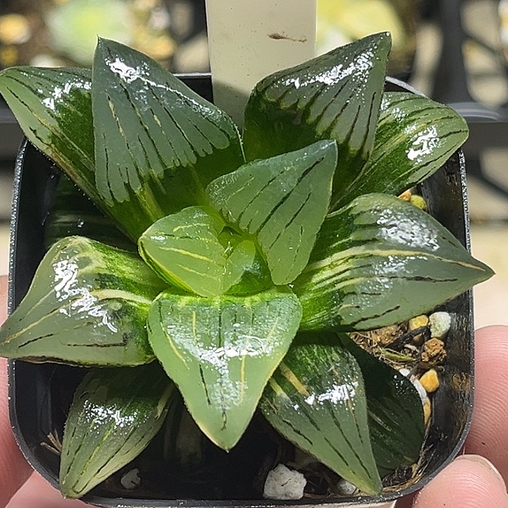 350红纹寿锦头家多肉十二卷