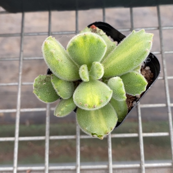 伯克利和格蕾纳等著名音乐家