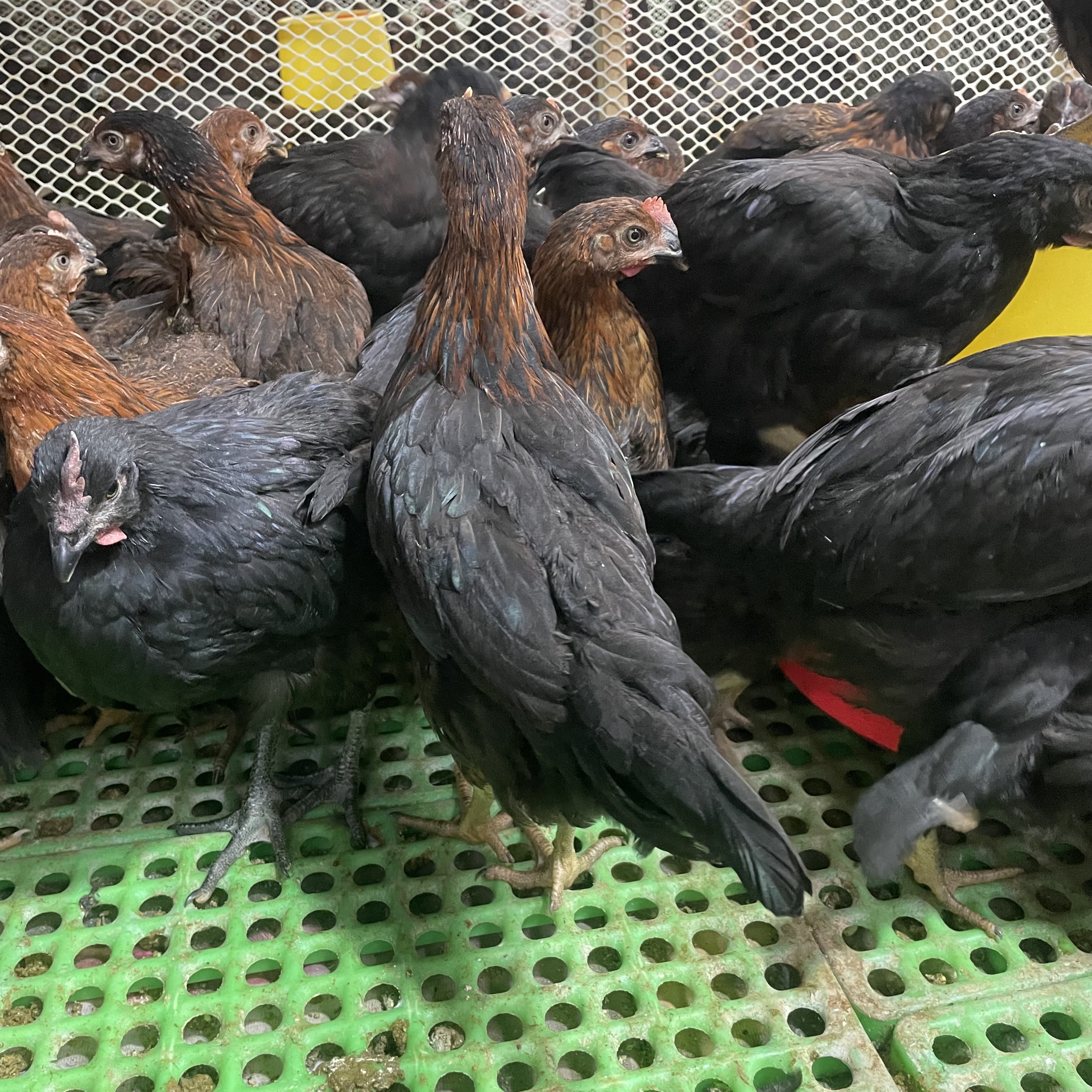 散养宠物鸡小黑凤产蛋王