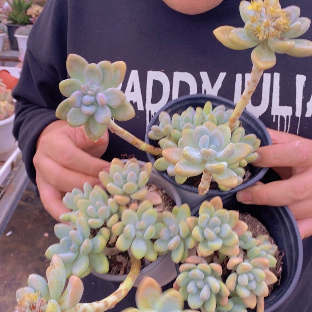 棒棒糖整桩整群三盆