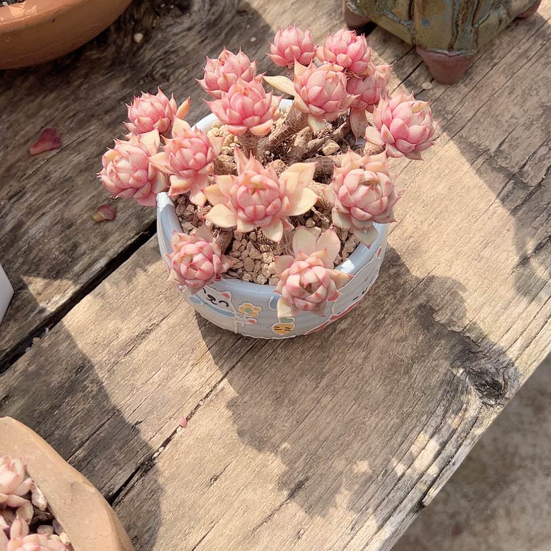 蓝*笨吧多肉植物脱土