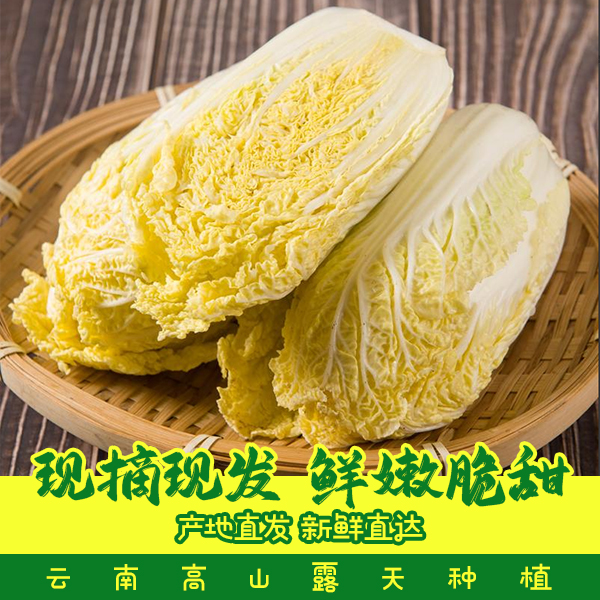 云南娃娃菜高山露天种植5斤/9斤原产地直销(吉/辽/黑/甘)专拍