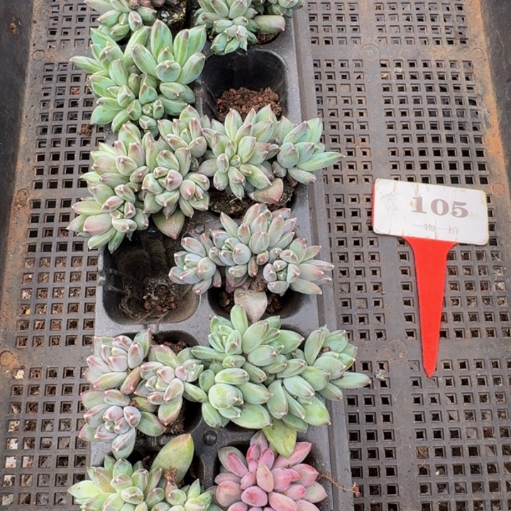 105多肉植物一物一拍
