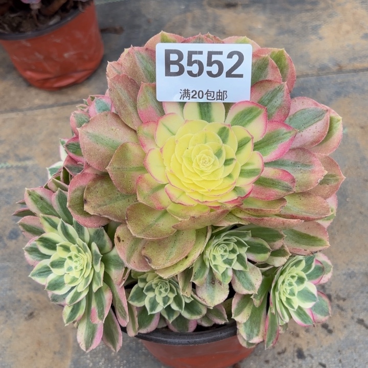 瑞妈多肉植物，552.绿体倾城