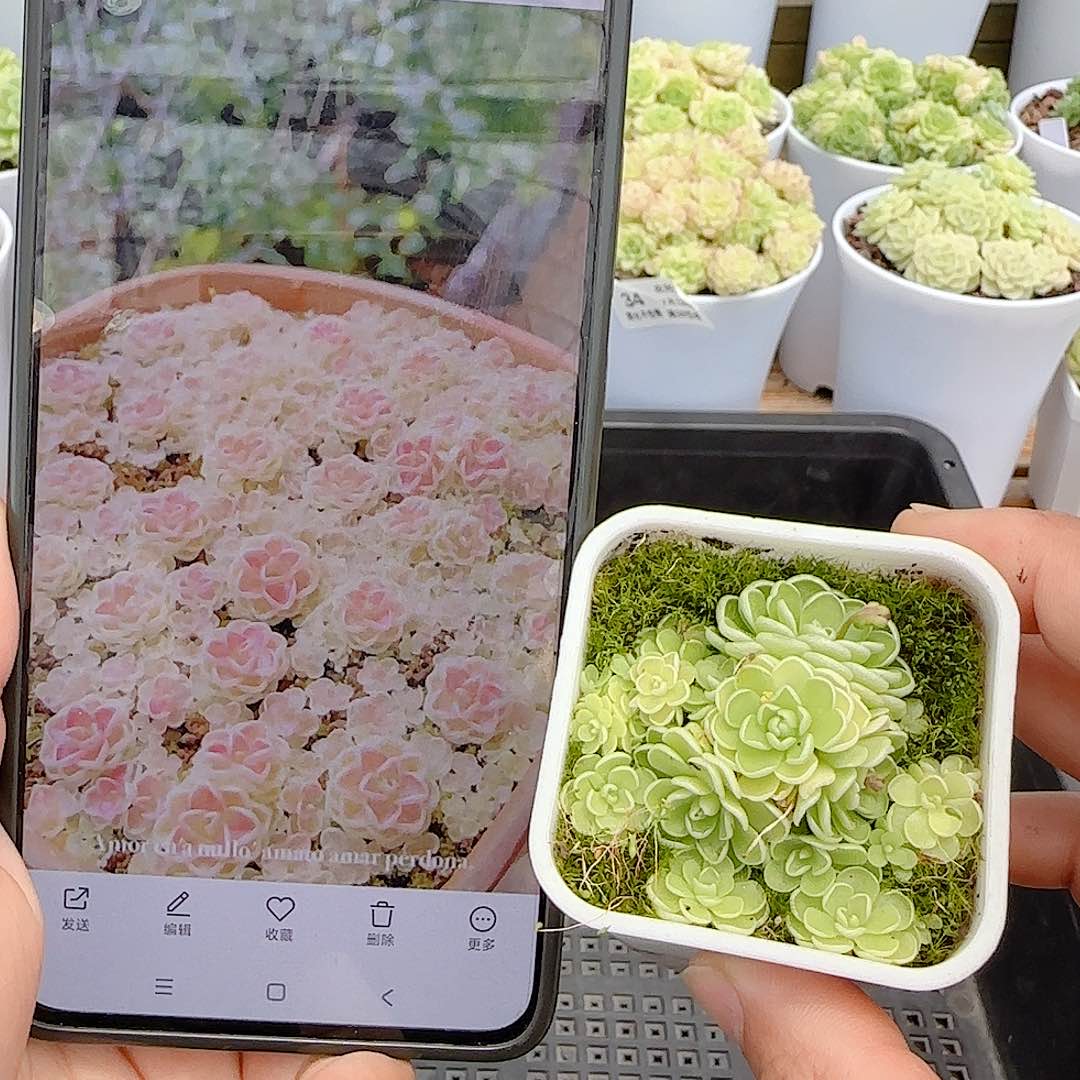 【闪购商品】0712-56爱丽丝