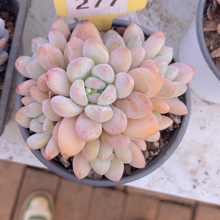 健健康康平平安安