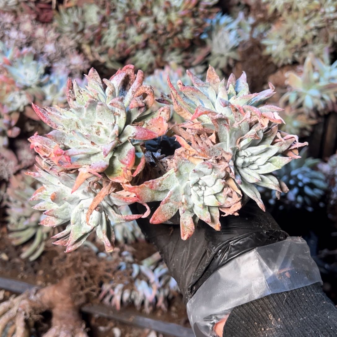 6501法瑞杂交哈哈哈哈哈