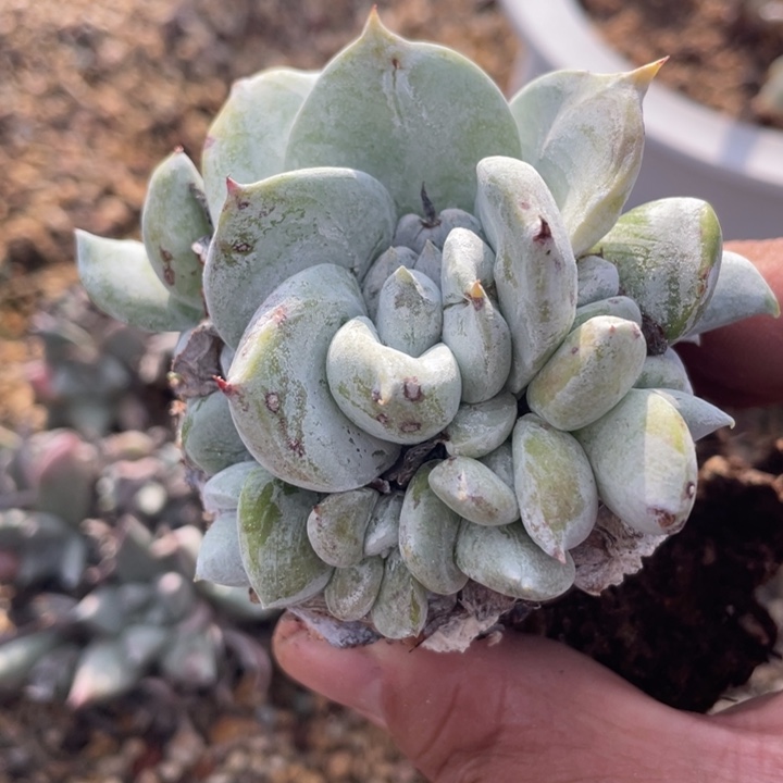 韩版黑八论朵朵缀