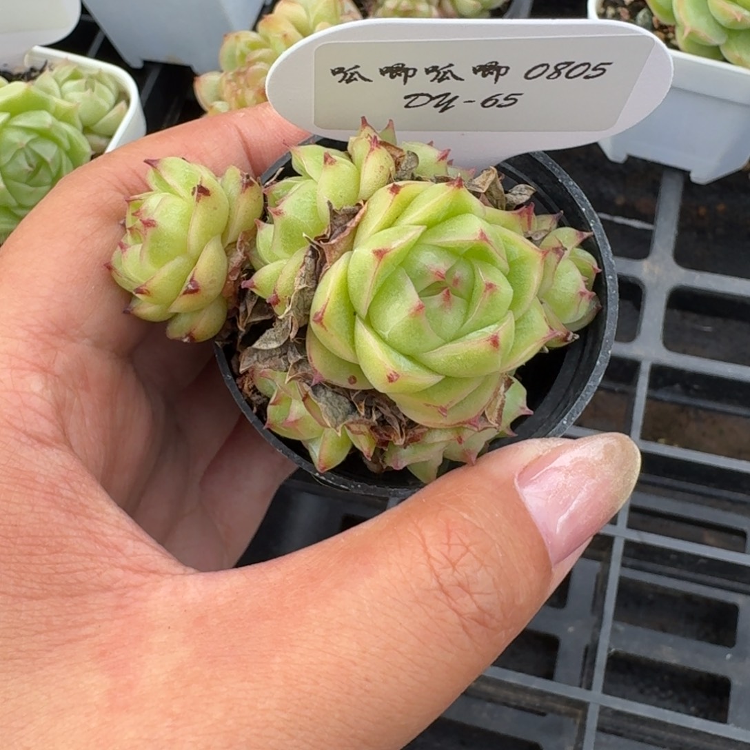 琳***裴0805-065-麦秆不包整