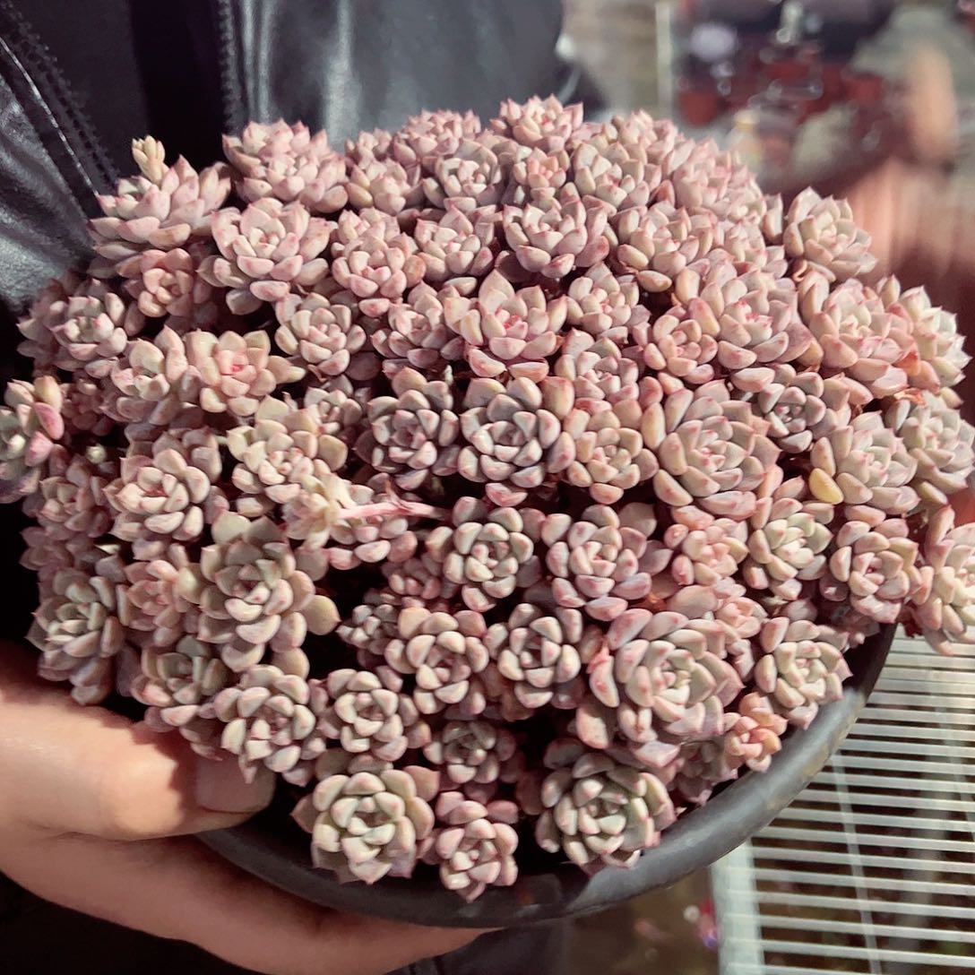 粉布偶超大盆手捧多肉