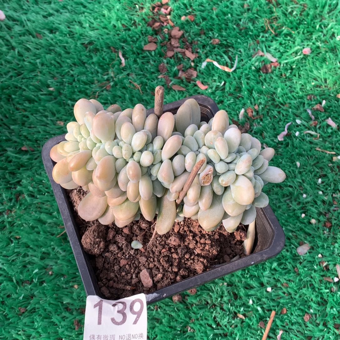 139洛神缀多肉植物