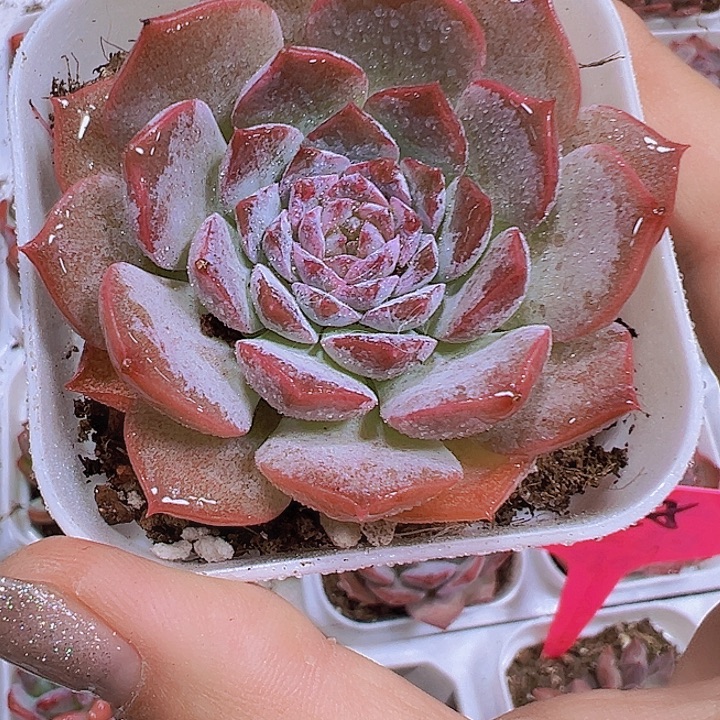 恩宠19包邮多肉植物