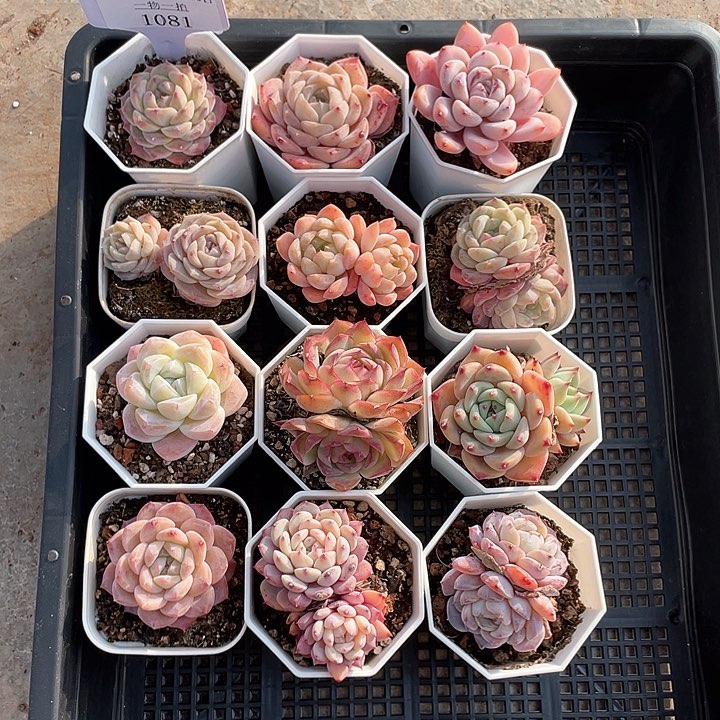 薇薇安园艺多肉1081