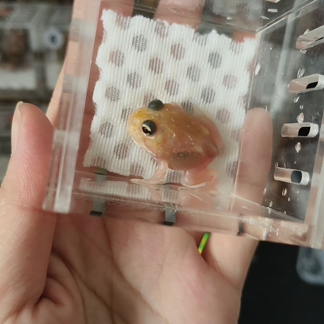 角蛙变异角蛙专拍链接