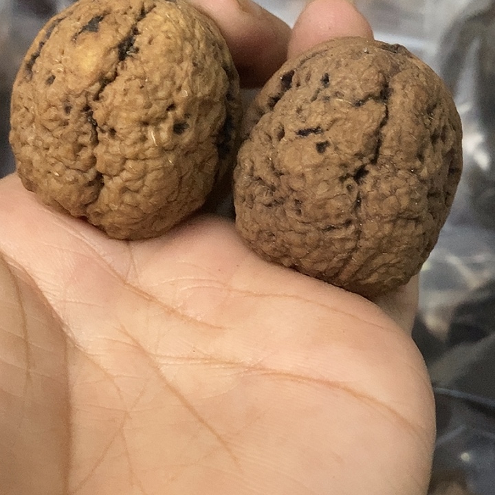 文玩核桃把件云南铁核桃基地21