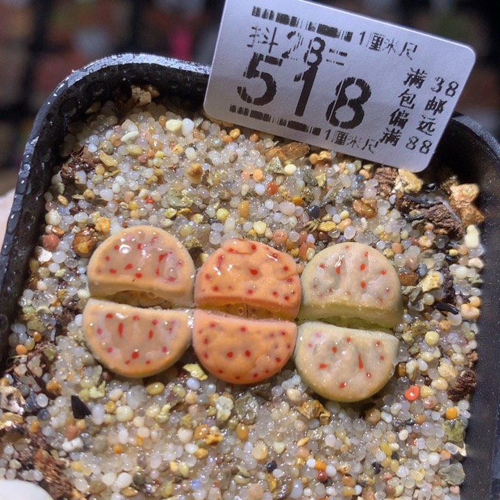  精品生石花28.518