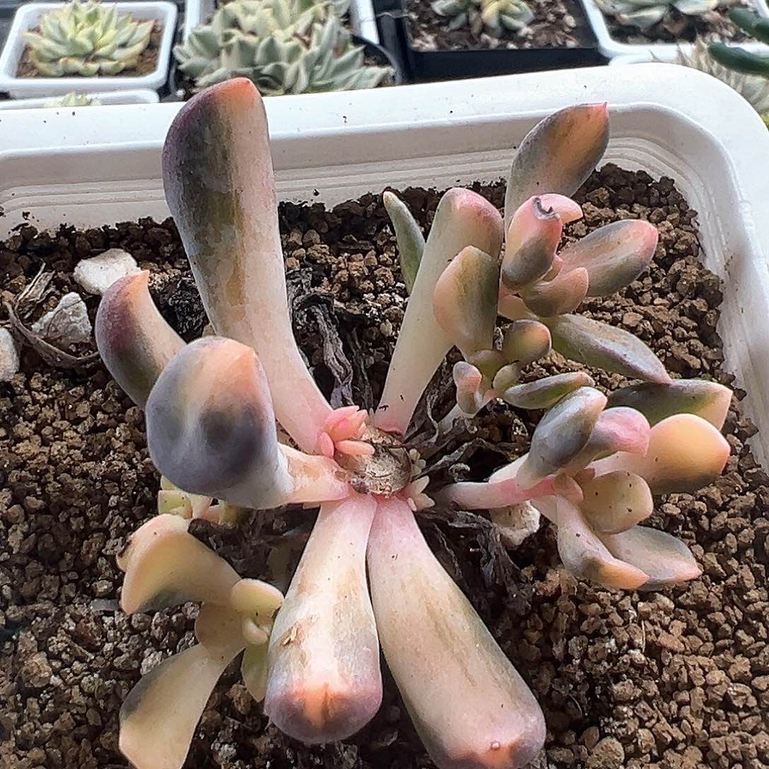 丘比特锦中斑小方花圃一物一拍