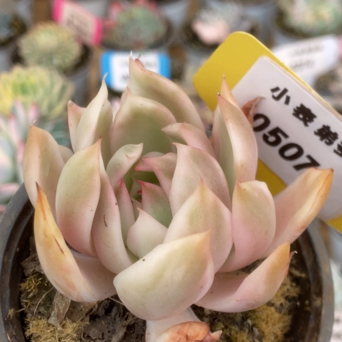 507宝莲灯锦锦锦锦锦