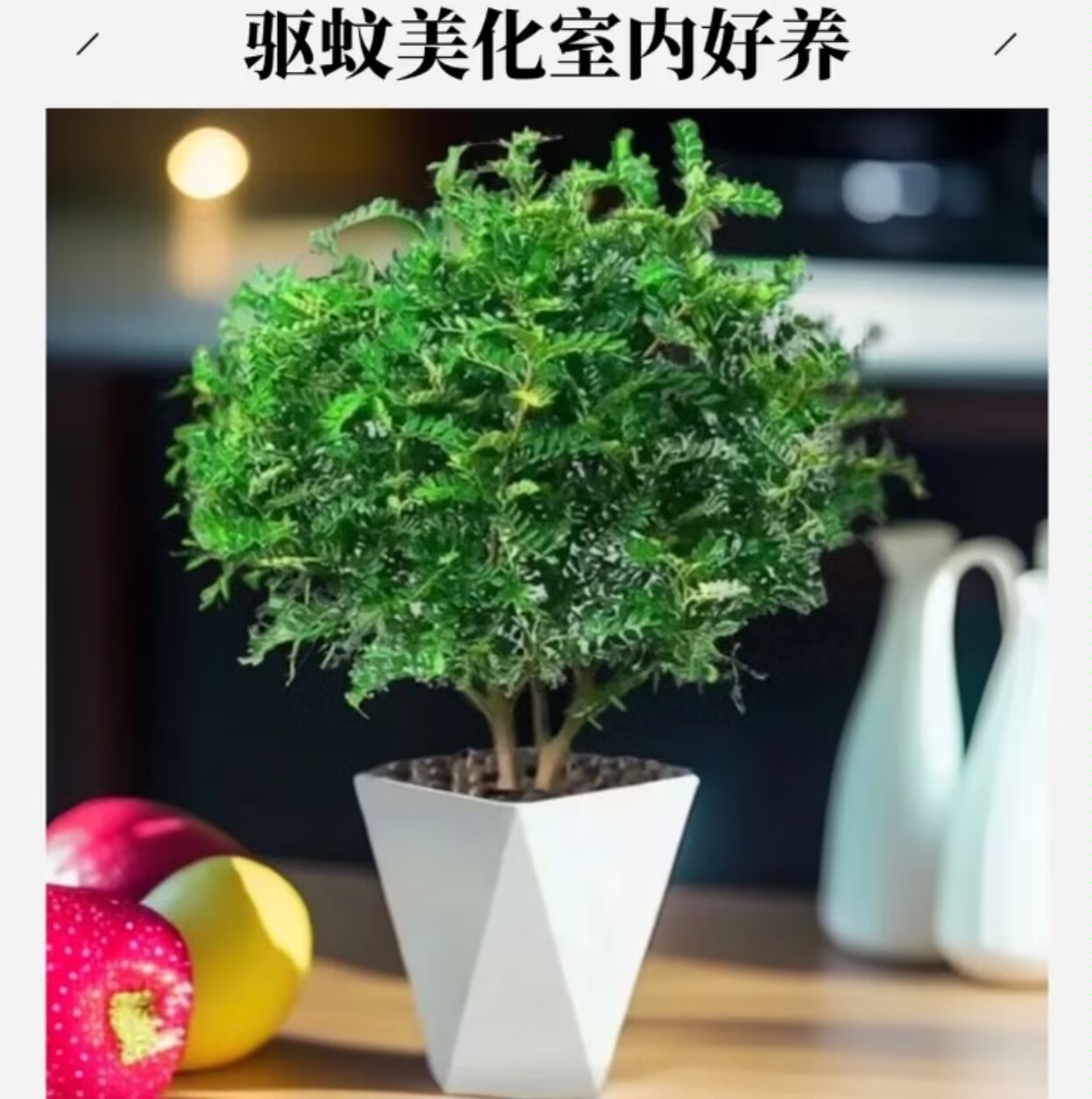 （带白色盆）清香木盆栽花卉室内驱蚊净化空气四季常青好养绿植