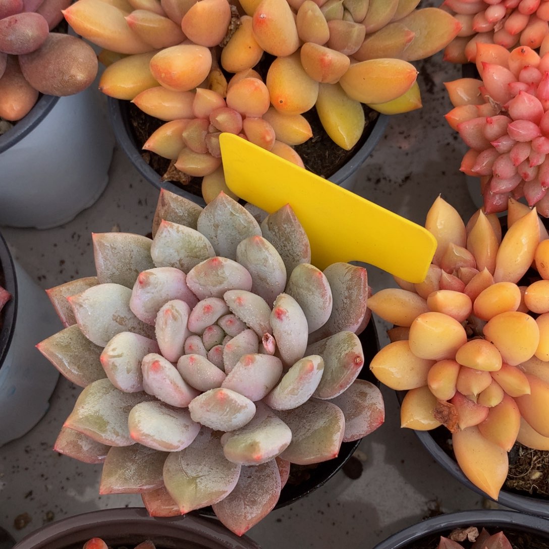 半夏6266226266262627