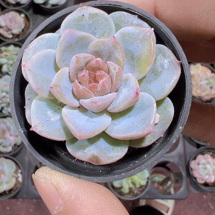 糖心冰美人精品多肉植物