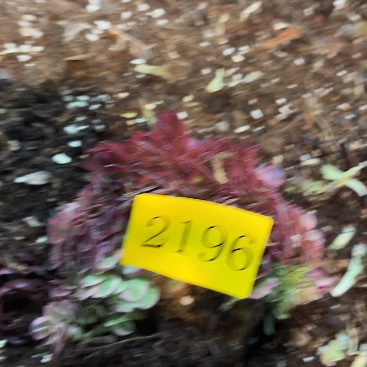 多肉植物福利2196