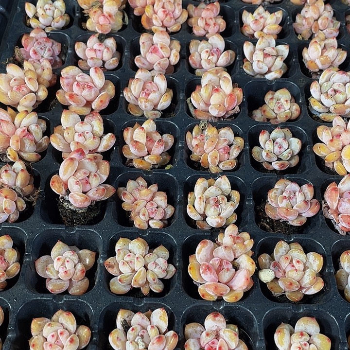 小粉笔1元带土发货