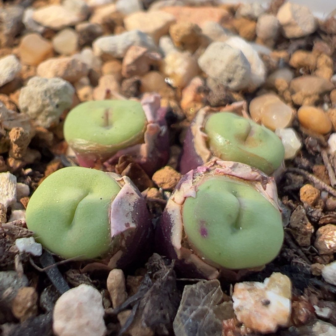 呆*鹅80多肉植物百科知识