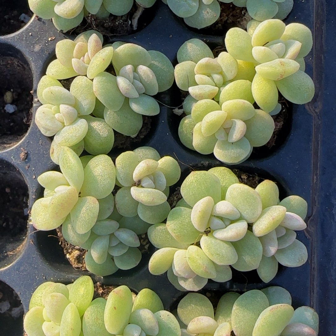 1颗三头冰玉石化（嫩