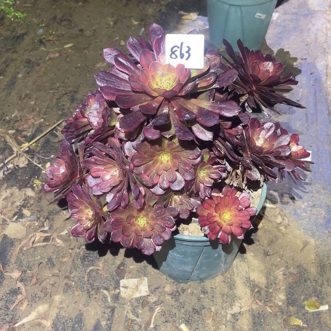 863法师植物萝莉锦