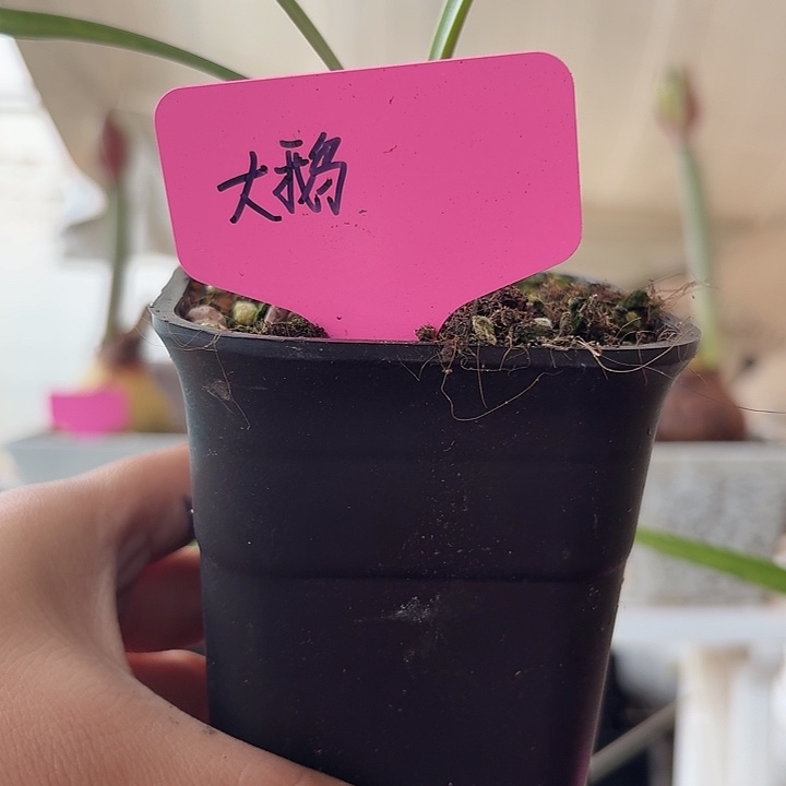 无花朵大鹅朱顶红直径1.3-1.5