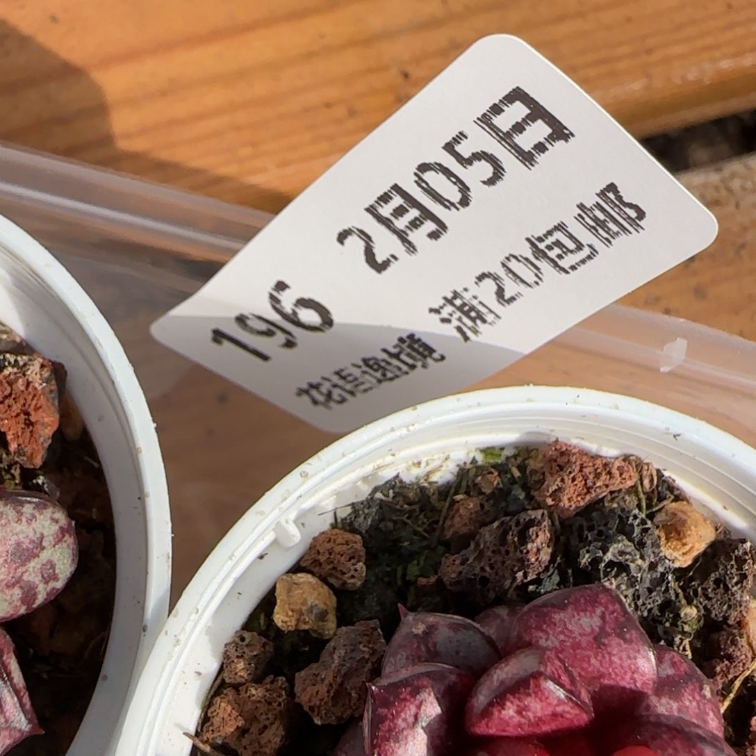 花语逸镜0205-196上量单头